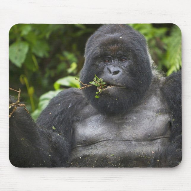 Bergsgorilla och Silverback Musmatta (Framsidan)