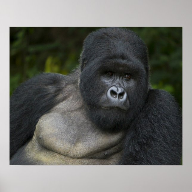 Bergsgorilla och Silverback Poster (Framsidan)