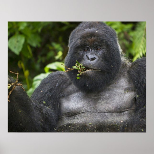 Bergsgorilla och Silverback Poster (Framsidan)