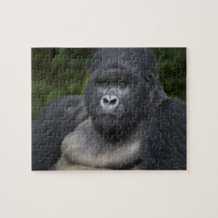 Bergsgorilla och Silverback Pussel