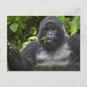 Bergsgorilla och Silverback Vykort