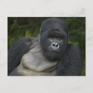 Bergsgorilla och Silverback Vykort