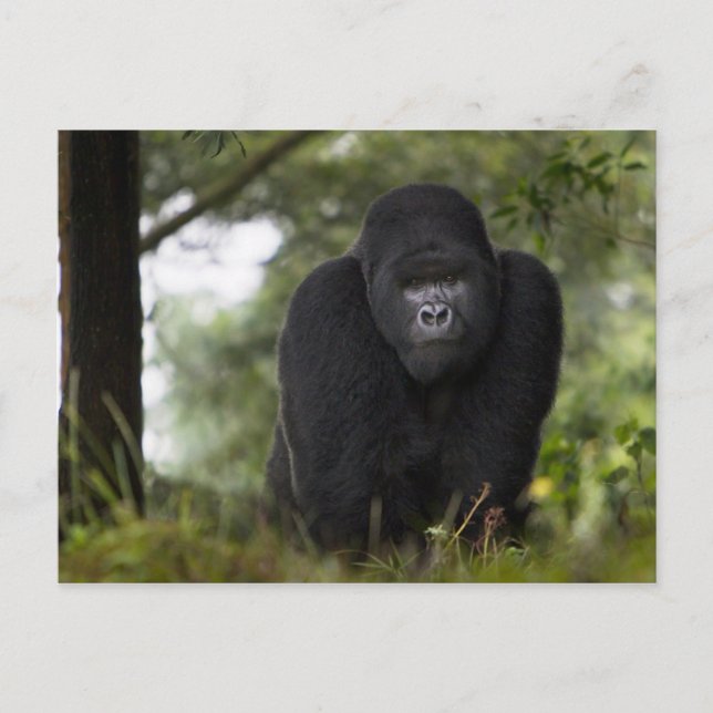 Bergsgorilla och Silverback Vykort (Framsida)
