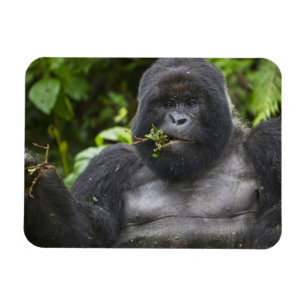 Bergsgorilla och silverbacke magnet