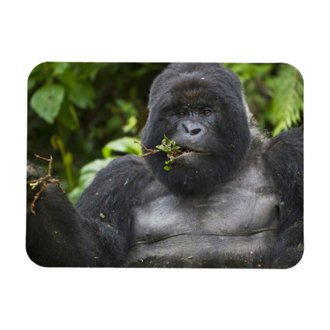Bergsgorilla och silverbacke magnet (Horisontell)