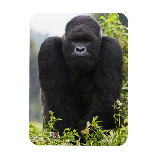 Bergsgorilla och silverbacke magnet (Vertikal)