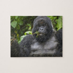 Bergsgorilla och silverbacke pussel