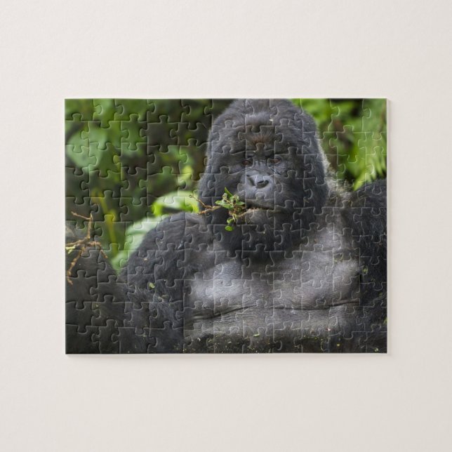 Bergsgorilla och silverbacke pussel (Horisontell)