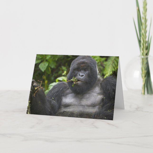 Bergsgorilla och silverrygg kort (Framsida)