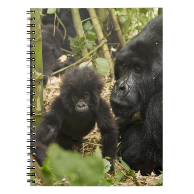 Bergsgorilla, vuxen med unge anteckningsbok med spiral (Framsidan)