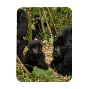 Bergsgorilla, vuxen med unge magnet