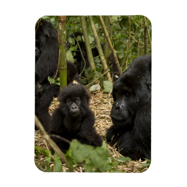Bergsgorilla, vuxen med unge magnet (Vertikal)