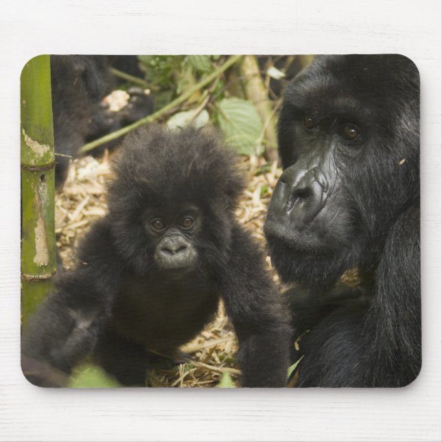 Bergsgorilla, vuxen med unge musmatta (Framsidan)