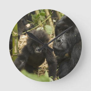 Bergsgorilla, vuxen med unge rund klocka