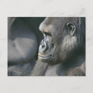 Bergsgorilla vykort