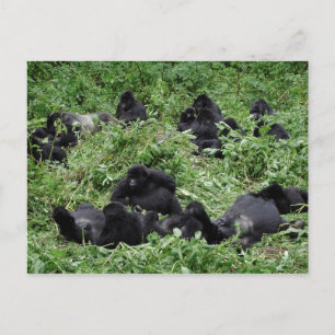 Bergsgorillagrupp vykort