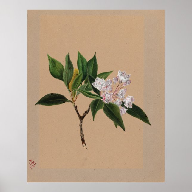 Bergshajar (Kalmia latifolia) Poster (Framsidan)