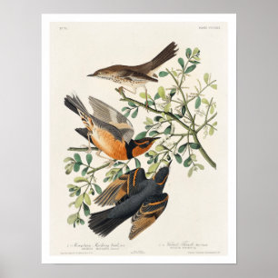 Bergshuggningsfågel och varierad Thush från Audubo Poster