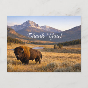 Bergslandschaft Amerikansk Bison Tack Vykort
