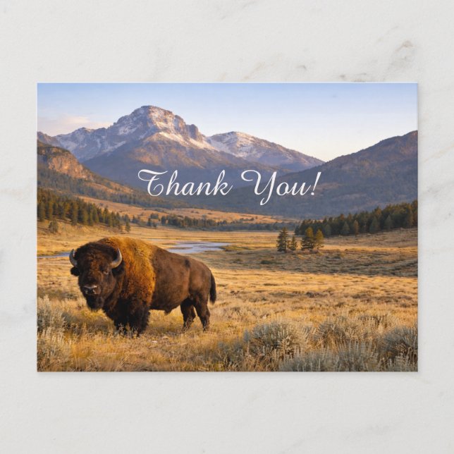 Bergslandschaft Amerikansk Bison Tack Vykort (Framsida)