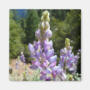 Bergslupiner i Yosemite Magnet