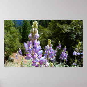 Bergslupiner i Yosemite Poster