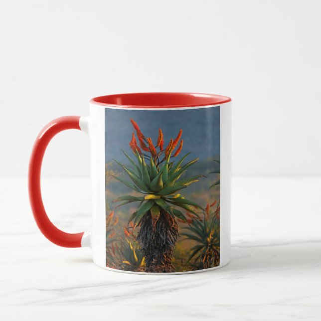 Bergsområde Aloe (Aloe Marlothii Berger) 2 Mugg (Vänster)