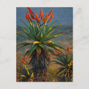Bergsområde Aloe (Aloe Marlothii Berger) 2 Vykort