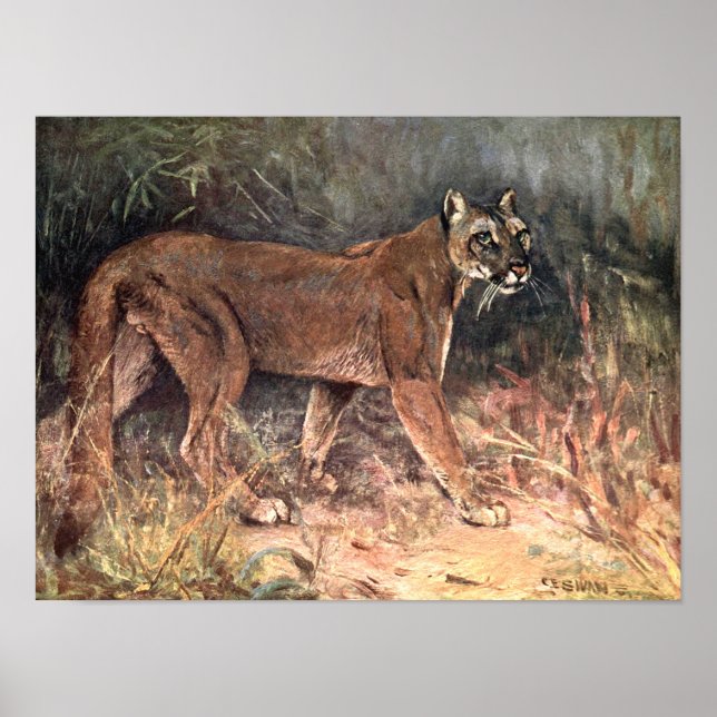 Bergsområden Lejona, Puma eller Cougar efter CE Sv Poster (Framsidan)