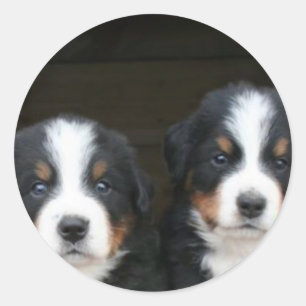 Bergspumpor för Bernese hund Runt Klistermärke