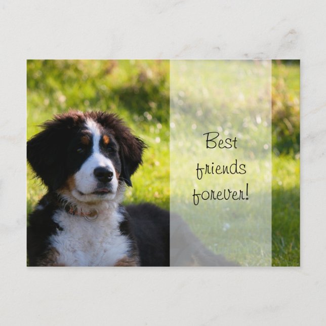 Bergspumpor från Bernese hund på grönt gräs Vykort (Framsida)