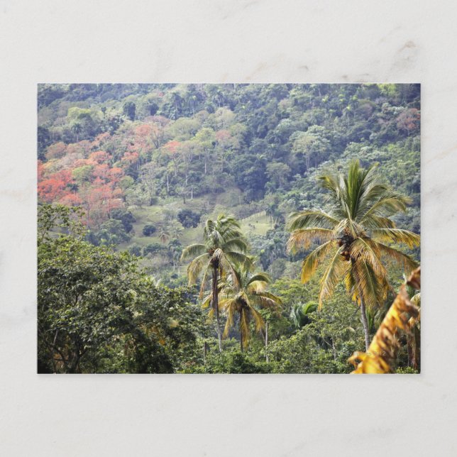 Bergsvy, Dominikanska republiken.. Vykort (Framsida)