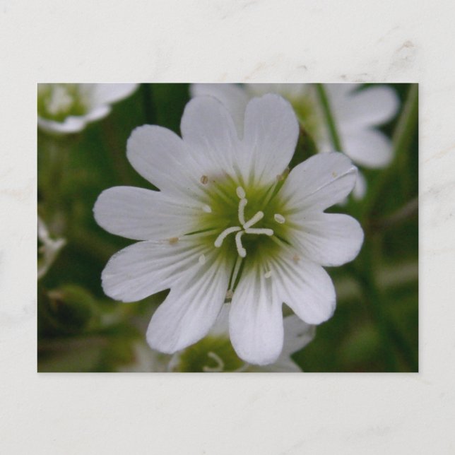 Bering Chickweed Blommar, Unalaska Island Vykort (Framsida)