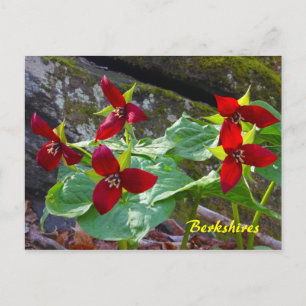 Berkshires Massachusetts Red Trillium Wildblomma Vykort