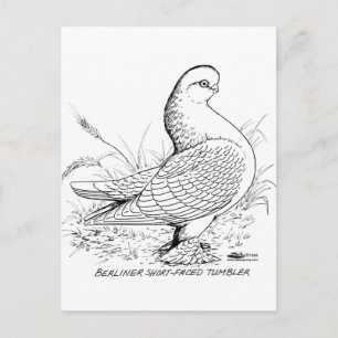 Berliner Pigeon Black and White Vykort