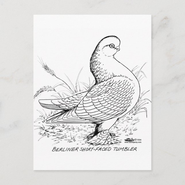 Berliner Pigeon Black and White Vykort (Framsida)