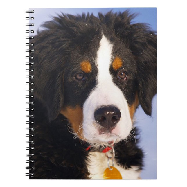 Bermese Mountain Hund Anteckningsbok (Framsidan)