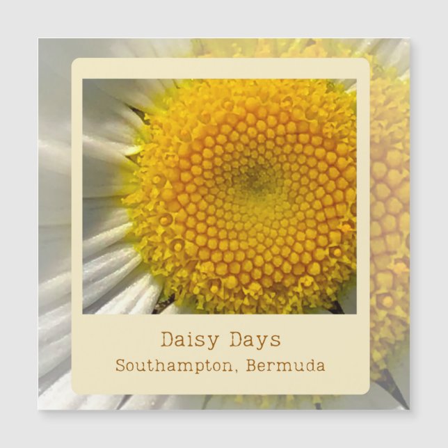 Bermuda Daisy Magnetic Card (Framsida)