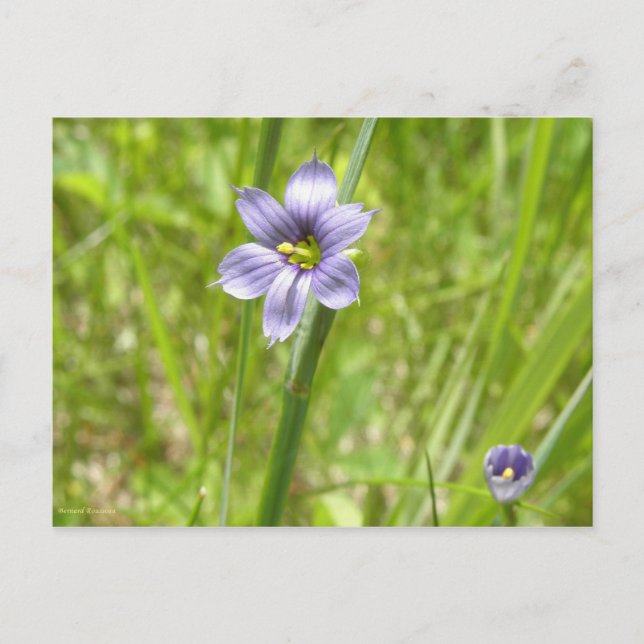 Bermudienne à feuilles étroites vykort (Framsida)