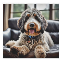 Bernedoodle Canvas Porträtt