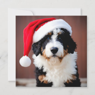 Bernedoodle-jul