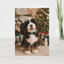 Bernedoodle julkort