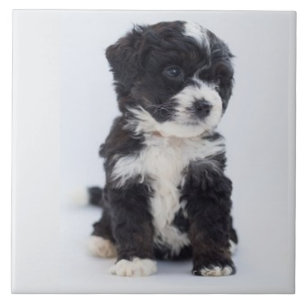 BERNEDOODLE KÄRLEK, Pet, Puppy Hund, Best Friend Kakelplatta