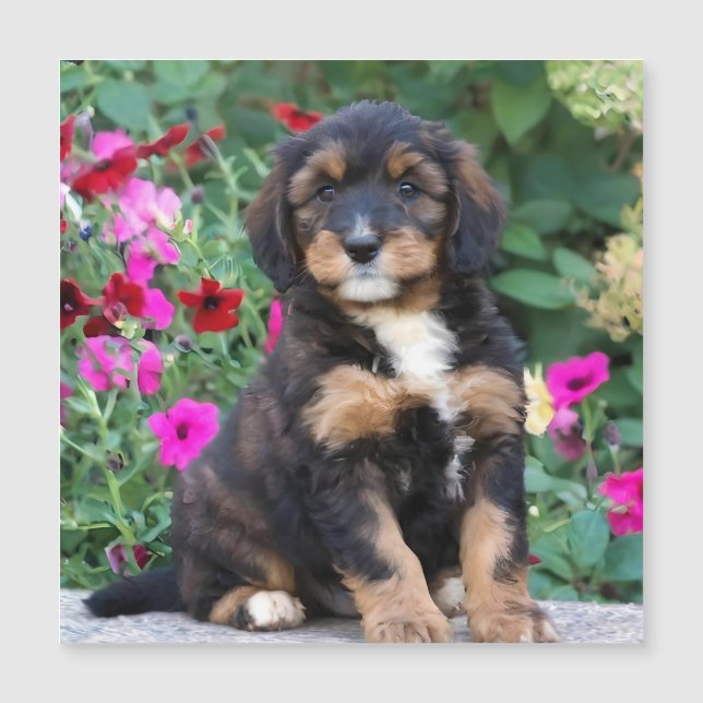 Bernedoodle puppy in petunias (Framsida)