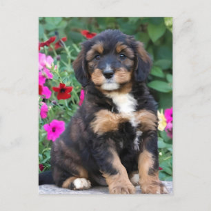 Bernedoodle puppy in petunias vykort