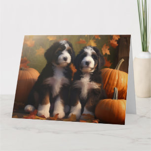 Bernedoodle Valp Höstglädje Pumpa Kort