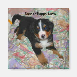 Berner Puppy Kärlek Magnet