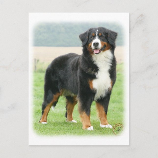 Berner Sennenhund 9Y066D-133 Vykort (Framsida)