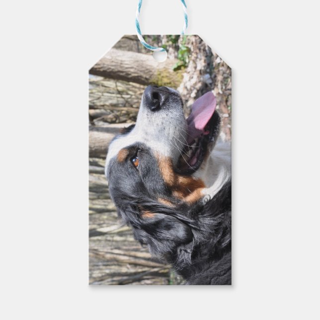 berner sennenhund fjärde presentetikett (Framsidan)