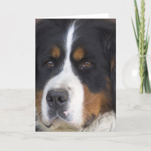 Berner Sennenhund Greeting Card Kort